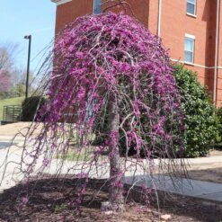 Cascading Hearts Redbud Tree -Fast Growing Trees Shop CascadingHEarts Redbud 4