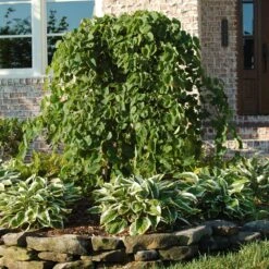 Fast Growing Trees Shop -Fast Growing Trees Shop Cascading Hearts Redbud 1