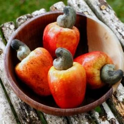 Cashew Tree -Fast Growing Trees Shop Cashew Nut Tree 2