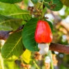 Cashew Tree -Fast Growing Trees Shop Cashew Nut Tree FGT 600x600 ae50f6a6 ab86 49a6 a9b6 65c6a211e420