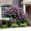 Catawba Crape Myrtle Tree -Fast Growing Trees Shop Catawba Crape Myrtle FGT 600x600 66b50869 8d4b 4805 a639 1cb85f8da0d9
