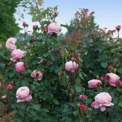 Cathedral Bells Rose 7 Cathedral Bells Rose -Fast Growing Trees Shop Cathedral Bells Rose Tree 3