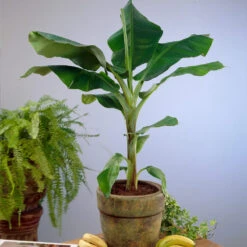 Smoothie Kit -Fast Growing Trees Shop Cavendish Banana 4 d5d43398 d2c2 4a90 8865 0f7abee58540