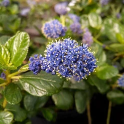 Yankee Point California Lilac -Fast Growing Trees Shop Ceanothus Yankee Point 1