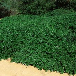 Yankee Point California Lilac -Fast Growing Trees Shop Ceanothus Yankee Point 5