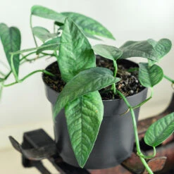 Cebu Blue Pothos -Fast Growing Trees Shop Cebu Blue Pothos 1