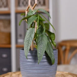 Cebu Blue Pothos -Fast Growing Trees Shop Cebu Blue Pothos 3