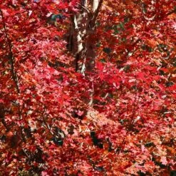 Celebration Maple Tree 7 Celebration Maple Tree -Fast Growing Trees Shop Celebration Maple 2 FGT