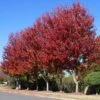 Celebration Maple Tree 10 Celebration Maple Tree -Fast Growing Trees Shop Celebration Maple FGT 600x600 7c32c483 7861 4d4e a681 f2d623c714d1