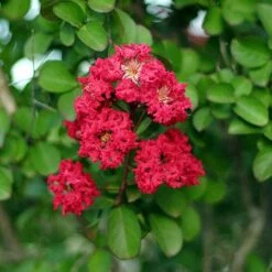Cherokee Crape Myrtle -Fast Growing Trees Shop Cherokee Crape Myrtle Closeup D1 450