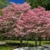 Cherokee Brave Dogwood -Fast Growing Trees Shop Cherokee Brave FGT 600x600 525a5b63 796d 4ef4 bca9 ef17be803532