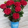 Cherry-Go-Round™ Hydrangea -Fast Growing Trees Shop Cherry Go Round Hydrangea 600x600 9a8c82c4 43ce 437a bba8 038e66559434
