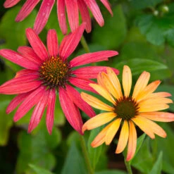 Cheyenne Spirit Echinacea (Coneflower) -Fast Growing Trees Shop Cheyenne SPirit Coneflower 4