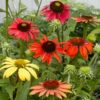 Cheyenne Spirit Echinacea (Coneflower) -Fast Growing Trees Shop Cheyenne SPirit Coneflower FGT 600x600 4979c64a 4fbe 4583 acae 047be515583b