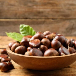 Chinese Chestnut Tree -Fast Growing Trees Shop Chinese Chestnut 3 FGT