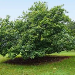 Chinese Chestnut Tree -Fast Growing Trees Shop Chinese Chestnut 9