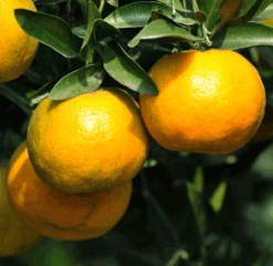 Chinotto Sour Orange Tree 5 Chinotto Sour Orange Tree -Fast Growing Trees Shop Chinotto Sour Orange Tree 450 D1