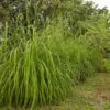 Citronella Grass (Cymbopogon Nardus) -Fast Growing Trees Shop Citronella GRass FGT 600x600 b10313b7 b834 4295 9524 780e9024abec