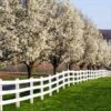Cleveland Pear Tree 8 Cleveland Pear Tree -Fast Growing Trees Shop Cleveland Pear 600x600 FGT