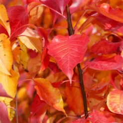 Cleveland Pear Tree 10 Cleveland Pear Tree -Fast Growing Trees Shop Cleveland Pear 9 FGT