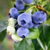 Climax Blueberry - USDA Organic -Fast Growing Trees Shop Climax Blueberry 600x600 61e14c7f 535b 4e21 94de 3e06b5d914ce