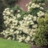 Climbing Hydrangea -Fast Growing Trees Shop Climbing Hydrangea FGT 600x600 f1eb8ef2 7501 4766 a119 851e48bff6a7