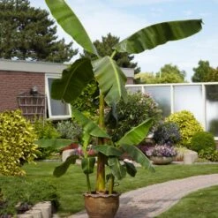 Cold Hardy Banana Tree -Fast Growing Trees Shop Cold Hardy Banana Tree 1