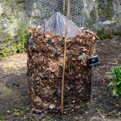 Cold Hardy Banana Tree -Fast Growing Trees Shop Cold Hardy Banana Tree FGT 3