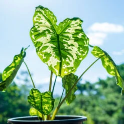 Colocasia 'Hilo Beauty' 6 Colocasia 'Hilo Beauty' -Fast Growing Trees Shop Colocasia Hilo beauty 1