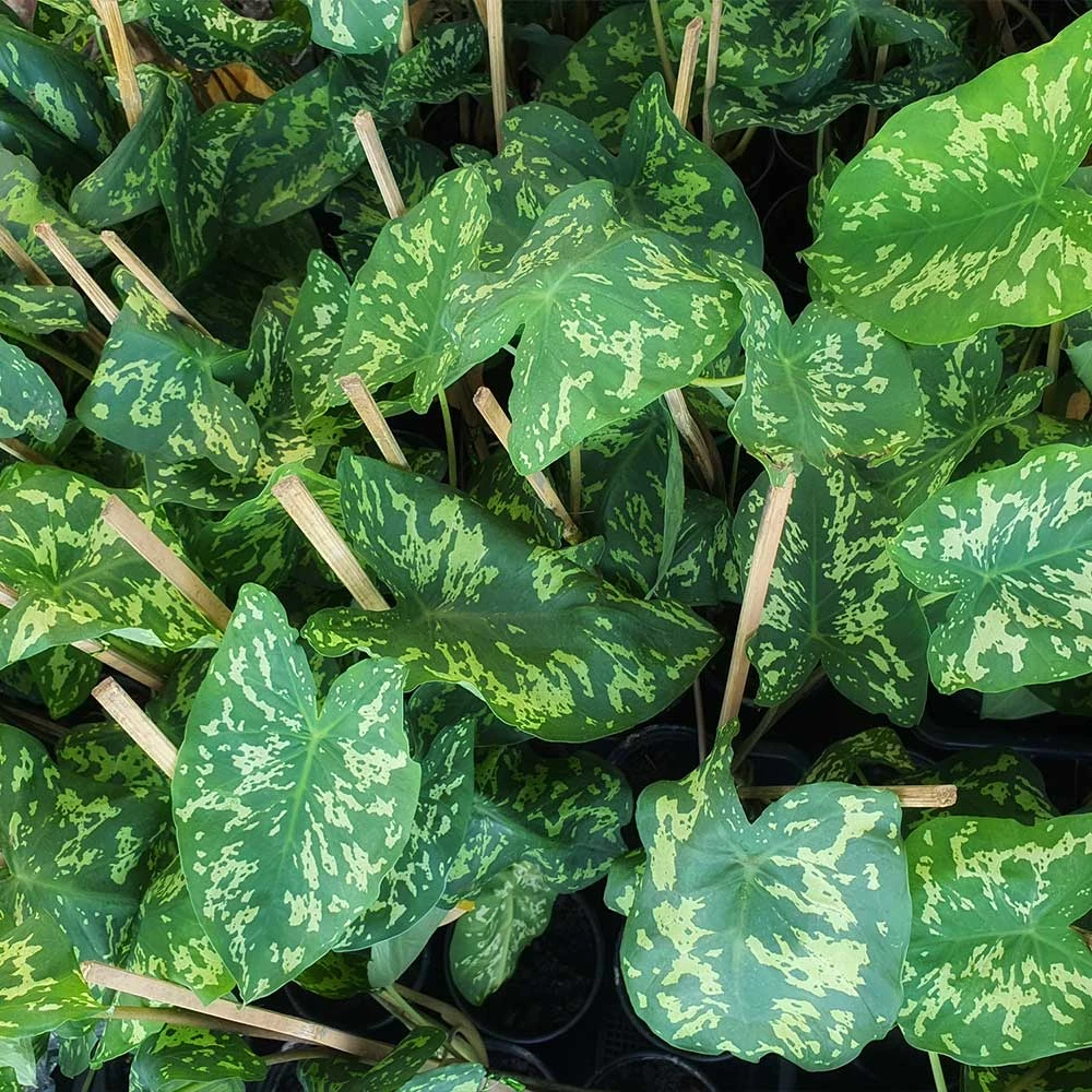 Colocasia 'Hilo Beauty' 4 Colocasia 'Hilo Beauty' - Image 4