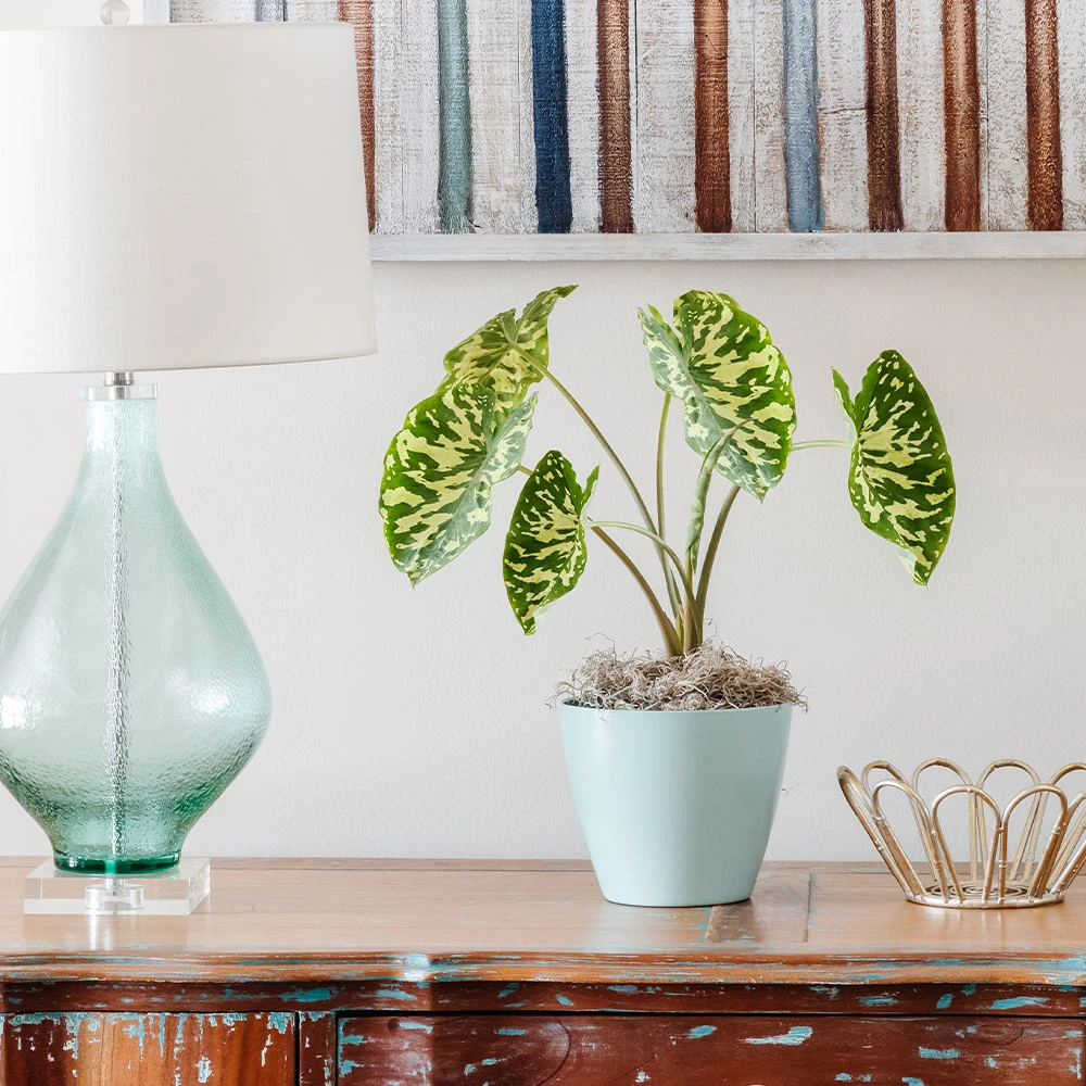 Colocasia 'Hilo Beauty' 2 Colocasia 'Hilo Beauty' - Image 2