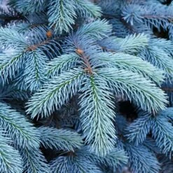 Colorado Blue Spruce Tree -Fast Growing Trees Shop Colorado BLue Spruce 1 FGT