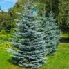 Colorado Blue Spruce Tree -Fast Growing Trees Shop Colorado BLue Spruce 600x600 FGT