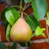 Comice Pear Tree 7 Comice Pear Tree -Fast Growing Trees Shop Comice Pear FGT 600x600 60b83431 5172 4869 a985 6d5b77fbab58