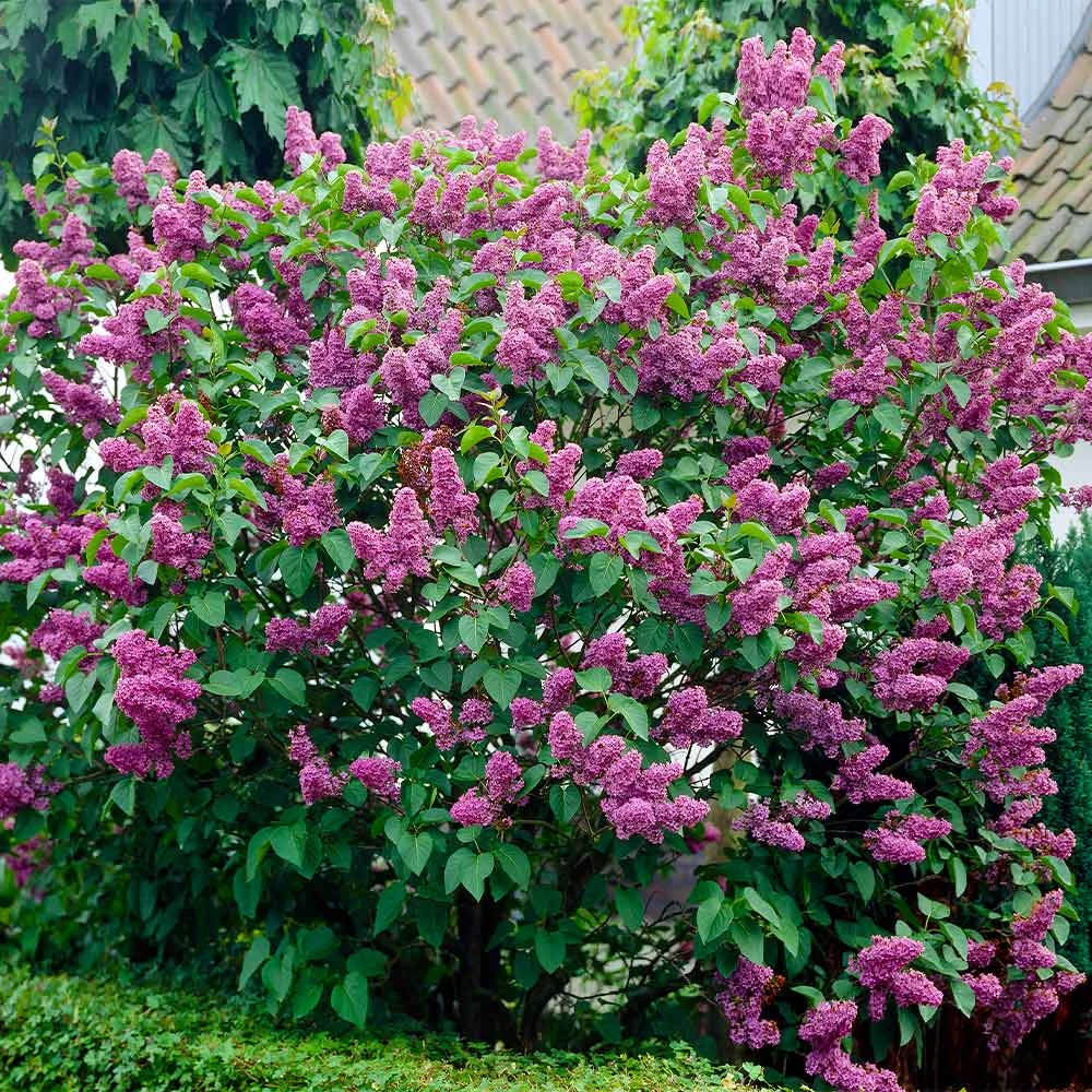 Common Purple Lilac 2 Common Purple Lilac - Image 2