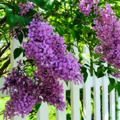 Common Purple Lilac 5 Common Purple Lilac -Fast Growing Trees Shop Common Purple Lilac 3
