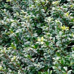 Compacta Japanese Holly Shrub -Fast Growing Trees Shop Compacta Holly 2