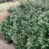 Compacta Japanese Holly Shrub -Fast Growing Trees Shop Compacta Holly 600x600 e05b0316 28ef 4fcf 94c4 5087edca450f