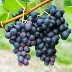 Concord Grape 7 Concord Grape -Fast Growing Trees Shop Concord Grape 1 FGT