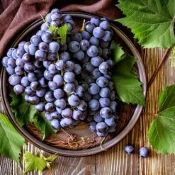 Concord Grape 8 Concord Grape -Fast Growing Trees Shop Concord Grape 6 FGT