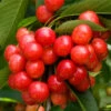 Coral Champagne Cherry Tree -Fast Growing Trees Shop Coral Champagne Cherry Tree FGT 600x600 d00e7e91 e028 4e5b beac e6749ee3d606