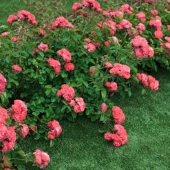 Coral Drift® Rose 5 Coral Drift® Rose -Fast Growing Trees Shop Coral Drift Rose 2 FGT