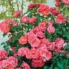 Coral Drift® Rose -Fast Growing Trees Shop Coral Drift Rose FGT 600x600 7aa61bda abb9 40dd 8f10 9dd3d5869106