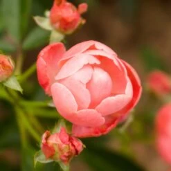 Coral Knock Out® Rose Shrub -Fast Growing Trees Shop Coral Knockout Rose 2 FGT