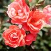 Coral Knock Out® Rose Shrub 10 Coral Knock Out® Rose Shrub -Fast Growing Trees Shop Coral Knockout Rose FGT 600x600 648fed75 c4bc 4987 93a6 de7b93aadabc