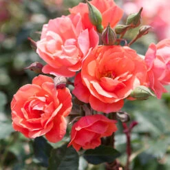 Coral Knock Out® Rose Tree -Fast Growing Trees Shop Coral Knockout Rose Tree 1