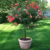 Coral Knock Out® Rose Tree -Fast Growing Trees Shop Coral Knockout Rose Tree 600x600 05e0cc69 e956 4022 80fb c98c8cc707a2