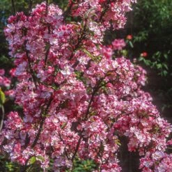 Coralburst® Crabapple -Fast Growing Trees Shop Coralbust Crabapple 1