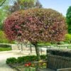 Coralburst® Crabapple -Fast Growing Trees Shop Coralbust Crabapple 600x600 702b7c92 3bbe 4840 a2aa e218de65b3bb