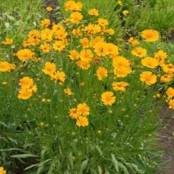 Nana Coreopsis (Tickseed) Plant 7 Nana Coreopsis (Tickseed) Plant -Fast Growing Trees Shop Coreopsis Nana 1